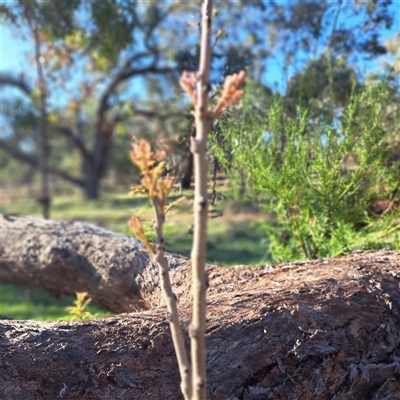 Fraxinus sp. at Hackett, ACT - 20 Sep 2025 by abread111