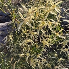 Clematis leptophylla (Small-leaf Clematis, Old Man's Beard) at Nicholls, ACT - 20 Sep 2025 by gavinlongmuir