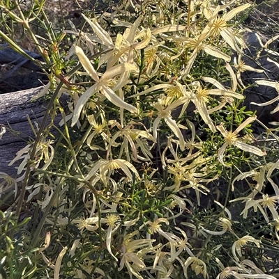 Clematis leptophylla (Small-leaf Clematis, Old Man's Beard) at Nicholls, ACT - 20 Sep 2025 by gavinlongmuir