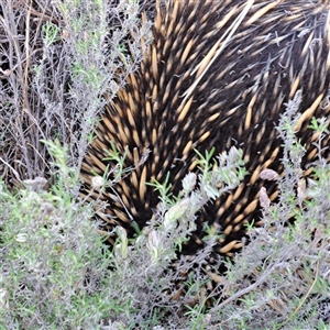 Tachyglossus aculeatus (Short-beaked Echidna) at Hackett, ACT - 20 Sep 2025 by abread111