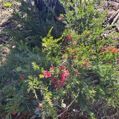 Grevillea rosmarinifolia subsp. rosmarinifolia (Rosemary Grevillea) at Hackett, ACT - 20 Sep 2025 by abread111