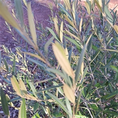 Olea europaea subsp. cuspidata (African Olive) at Hackett, ACT - 20 Sep 2025 by abread111