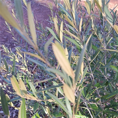 Olea europaea subsp. cuspidata (African Olive) at Hackett, ACT - 20 Sep 2025 by abread111