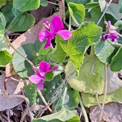 Viola odorata (Sweet Violet, Common Violet) at Hackett, ACT - 20 Sep 2025 by abread111