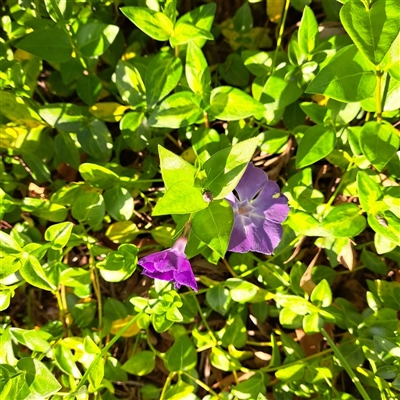 Vinca major (Blue Periwinkle) at Hackett, ACT - 20 Sep 2025 by abread111