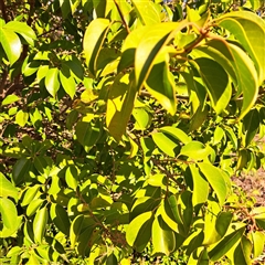 Ligustrum lucidum (Large-leaved Privet) at Hackett, ACT - 20 Sep 2025 by abread111