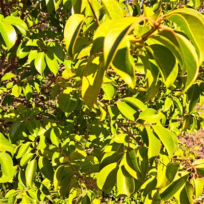 Ligustrum lucidum (Large-leaved Privet) at Hackett, ACT - 20 Sep 2025 by abread111