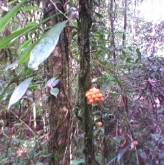 Pseuduvaria froggattii at Syndicate, QLD - 27 Feb 2014 by JasonPStewart
