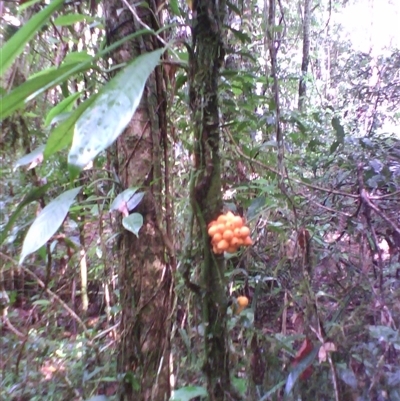 Pseuduvaria froggattii at Syndicate, QLD - 27 Feb 2014 by JasonPStewart