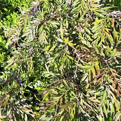 Grevillea robusta (Silky Oak) at Hackett, ACT - 20 Sep 2025 by abread111