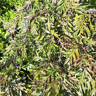 Grevillea robusta (Silky Oak) at Hackett, ACT - 20 Sep 2025 by abread111