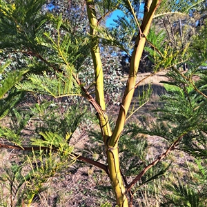 Acacia decurrens (Green Wattle) at Hackett, ACT - 20 Sep 2025 by abread111