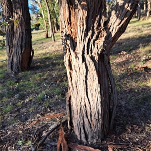 Eucalyptus cinerea (Argyle Apple) at Hackett, ACT - 20 Sep 2025 by abread111