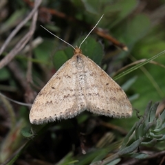 Scopula rubraria (Reddish Wave, Plantain Moth) at Strathnairn, ACT - 18 Sep 2025 by TimL