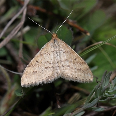 Scopula rubraria (Reddish Wave, Plantain Moth) at Strathnairn, ACT - 18 Sep 2025 by TimL