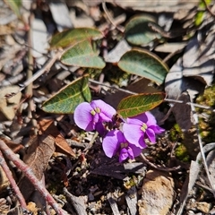 Hardenbergia violacea (False Sarsaparilla) at Bombay, NSW - 20 Sep 2025 by MatthewFrawley