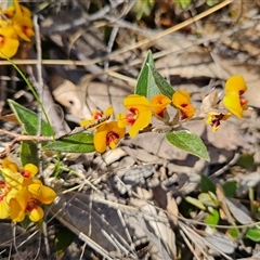 Mirbelia platylobioides (Large-flowered Mirbelia) at Bombay, NSW - 20 Sep 2025 by MatthewFrawley