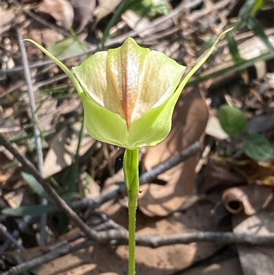 Unverified Orchid at  - suppressed by pls047