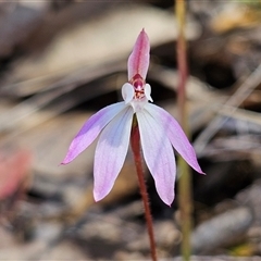 Caladenia fuscata (Dusky Fingers) at Bombay, NSW - 20 Sep 2025 by MatthewFrawley
