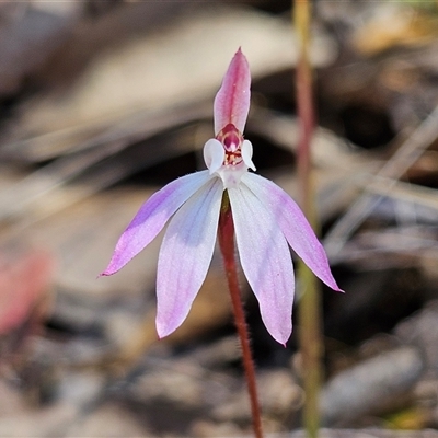 Caladenia fuscata (Dusky Fingers) at Bombay, NSW - 20 Sep 2025 by MatthewFrawley