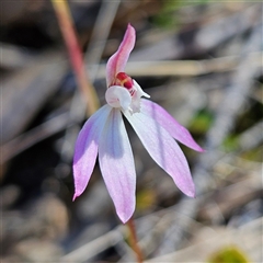 Caladenia fuscata at Bombay, NSW - suppressed