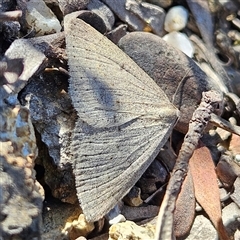 Taxeotis reserata (A Geometer moth) at Bombay, NSW - 20 Sep 2025 by MatthewFrawley