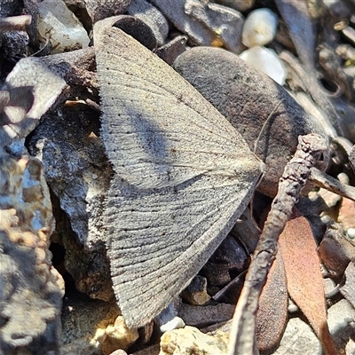 Taxeotis reserata (A Geometer moth) at Bombay, NSW - 20 Sep 2025 by MatthewFrawley