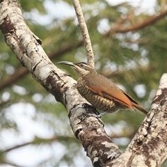 Ptiloris paradiseus (Paradise Riflebird) at Cedar Creek, QLD - 18 Jun 2025 by DAdeGroot