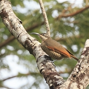 Ptiloris paradiseus (Paradise Riflebird) at Cedar Creek, QLD - 18 Jun 2025 by DAdeGroot
