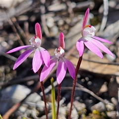 Caladenia fuscata (Dusky Fingers) at Bombay, NSW - 20 Sep 2025 by MatthewFrawley