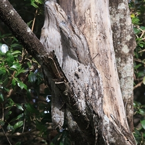 Podargus strigoides (Tawny Frogmouth) at Cedar Creek, QLD - 18 Jun 2025 by DAdeGroot