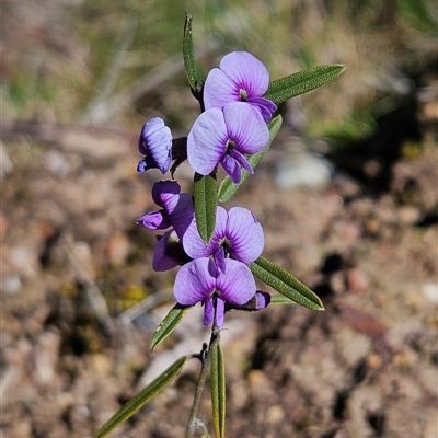 Hovea heterophylla (Common Hovea) at Bombay, NSW - 20 Sep 2025 by MatthewFrawley
