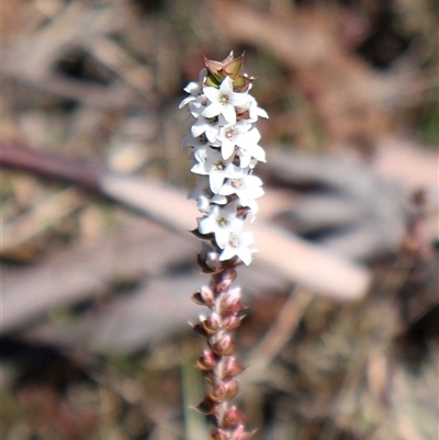 Epacris gunnii (Heath) at Rendezvous Creek, ACT - 20 Sep 2025 by Clarel