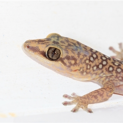 Oedura tryoni (Spotted Velvet Gecko) at Cedar Creek, QLD - 6 Dec 2024 by DAdeGroot