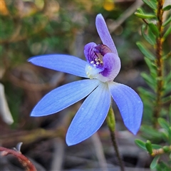 Caladenia caerulea (Blue Fingers, Blue Fairies) at Bombay, NSW - 20 Sep 2025 by MatthewFrawley