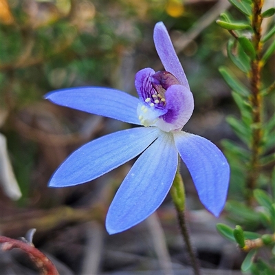 Caladenia caerulea (Blue Fingers, Blue Fairies) at Bombay, NSW - 20 Sep 2025 by MatthewFrawley