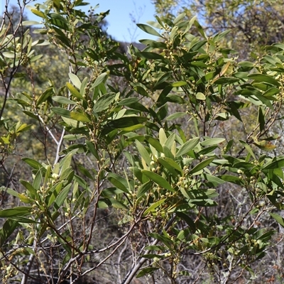 Acacia melanoxylon (Blackwood) at Rendezvous Creek, ACT - 20 Sep 2025 by Clarel