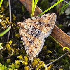 Dichromodes disputata (Scaled Heath Moth) at Bombay, NSW - 20 Sep 2025 by MatthewFrawley