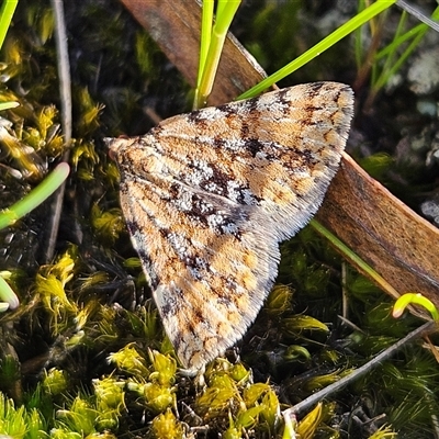 Dichromodes disputata (Scaled Heath Moth) at Bombay, NSW - 20 Sep 2025 by MatthewFrawley