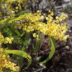 Acacia rubida (Red-stemmed Wattle, Red-leaved Wattle) at Rendezvous Creek, ACT - 20 Sep 2025 by Clarel