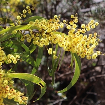 Acacia rubida (Red-stemmed Wattle, Red-leaved Wattle) at Rendezvous Creek, ACT - 20 Sep 2025 by Clarel