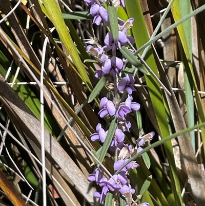 Hovea heterophylla (Common Hovea) at Rendezvous Creek, ACT - 20 Sep 2025 by Clarel