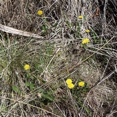 Taraxacum sp. (Dandelion) at Rendezvous Creek, ACT - 20 Sep 2025 by Clarel