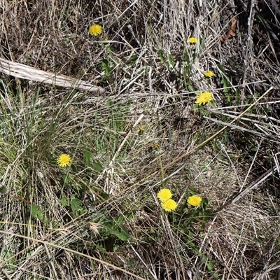 Taraxacum sp. (Dandelion) at Rendezvous Creek, ACT - 20 Sep 2025 by Clarel
