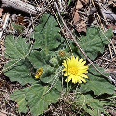 Cymbonotus (genus) (Bears Ears) at Rendezvous Creek, ACT - 20 Sep 2025 by Clarel
