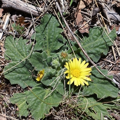 Cymbonotus (genus) (Bears Ears) at Rendezvous Creek, ACT - 20 Sep 2025 by Clarel