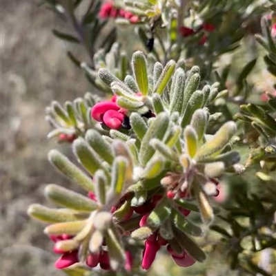 Grevillea lanigera (Woolly Grevillea) at Rendezvous Creek, ACT - 20 Sep 2025 by Clarel