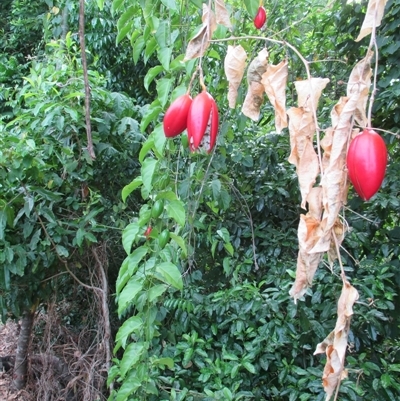 Adenia heterophylla subsp. heterophylla (lacewing vine) at Mossman Gorge, QLD - 2 Mar 2015 by JasonPStewart