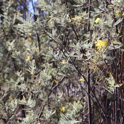 Acacia dealbata subsp. subalpina (Monaro Silver-wattle) at Rendezvous Creek, ACT - 20 Sep 2025 by Clarel