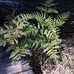 Pteridium esculentum (Bracken) at Rendezvous Creek, ACT - 20 Sep 2025 by Clarel